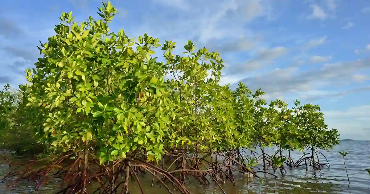 ブルーカーボンを吸収するマングローブ
